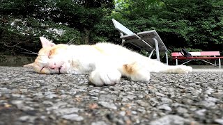 口を半開きで爆睡する野良猫