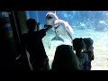 amazing dolphins videos funny dolphins compilation