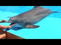 amazing dolphins videos funny dolphins compilation