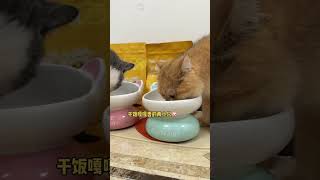 干饭喵🐱上线猫粮推荐 萌宠好物 干饭最积极的小猫 这是我的小猪猫 这小猫谁养谁不迷糊啊