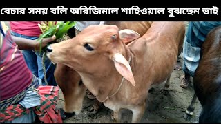 ক্রস-জাতের শাহিওয়াল ষাঁড় বাছুরের দাম ।অরিজিনাল শাহিওয়াল চিনবেন কি করে ভিডিও টি দেখুন ।#cow-farmimg