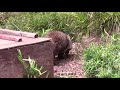 タヌキのお食事①（多摩動物公園）japanese raccoon dog feeding time