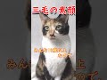 【三毛】三毛の素顔 ＃shorts＃三毛猫＃パンダ＃黒猫＃サビ猫＃保護猫＃meg＃マックン