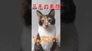 【三毛】三毛の素顔 ＃shorts＃三毛猫＃パンダ＃黒猫＃サビ猫＃保護猫＃Meg＃マックン