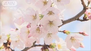 東京もついに満開　いよいよ本格的な桜シーズン到来(16/03/31)