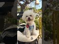 나 계속보면 나한테 바나나 .. 강아지 dog bichon 미니비숑 챌린지 강아지모델 instadog cutedog 라임그라스 애견동반카페 용인애견동반카페