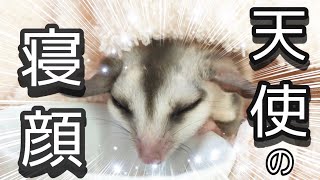 【ベタ慣れ】絶対起きない赤ちゃんモモンガを起こしてみた結果…(Sugar glider drinking milk while sleeping.)Eng sub.