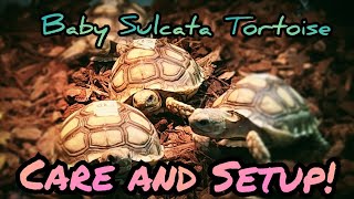 Baby Sulcata Tortoise Care and Setup!