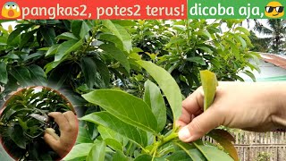 Cara pruning, pemangkasan dan pemotesan pucuk pada alpukat