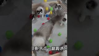 养70只布偶猫，一个月得花多少钱？ #000