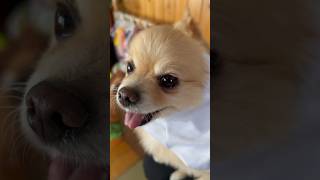 アザラシみたいな愛犬ww #shorts #おすすめ #ポメラニアン #癒し動画 #おもしろ動画 #pomeranian #dog #犬動画