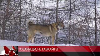 #мтквидео Магаданцев начали штрафовать за безнадзорный выгул собак