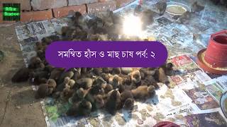 হাঁস পালন ও তার পরিচর্যা | সঠিক ব্রুডিং পদ্ধতি পর্বঃ ০২ | Duck Farming Guide For Beginners Part: 02