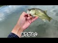 【バス釣り】連日akチャターjr喰われまくり。