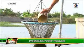 คลินิกเกษตร | เทคนิคการให้อาหาร \