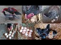 A hen and a chick || Put eleven eggs under the hen