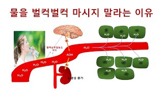 58. 물을 벌컥벌컥 마시지 말라는 이유, #운동생리학, #운동생리학맛집, #엑서사이언스, #정일규,# 휴먼퍼포먼스와운동생리학,#한남대, #스포츠과학과, #수분섭취,#이차탈수