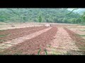 plowing the land நிலத்தை உழுதல்