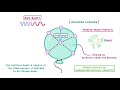 gcse physics what is red shift 87