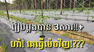 រៀបចំប្រព័ន្ធដាំដុះបន្លែម្តង ដាំបាន 3សារ