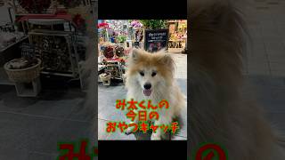 み太くんの今日のおやつキャッチvol.40 #秋田犬 #shorts