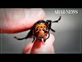 Asian giant hornets spotted for first time in US