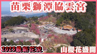 2023 苗栗獅潭協雲宮櫻花滿開中 I 3000株的山櫻花綻放 I 最新花況分享 I 最佳觀賞期在元宵節2/5左右 I 空拍美麗的山櫻花海