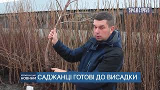 Осіння посадка плодових дерев: на що варто звернути увагу. Поради фахівців