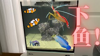 Adding fish to Master Cui’s nano reef tank【Red Sea Nano Reefer】