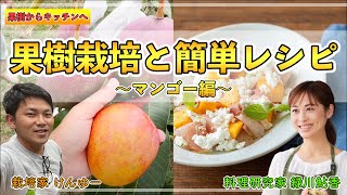 超高級フルーツ「マンゴー」を育てて美味しく食べよう！！初級者へも分かりやすく育て方と簡単レシピを紹介！！【アボトーク 果樹からキッチンへ】