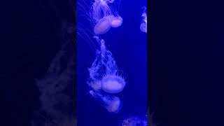 Jellyfish 🐟#shorts