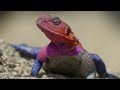 fascinating agama lizard facts