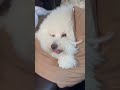 くつろぐココ⭐︎ shorts ドライブ ビションフリーゼ bichonfrise