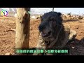 牧羊犬遭到8匹狼的圍攻，一場生死搏鬥後敗北，牧民深夜帶多只牧羊犬痛剿狼群，迫使狼群驚慌逃竄