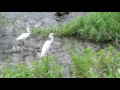 高槻市の野鳥、白鷺？魚を捕食してたよ♪