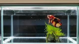 betta ベタ ニモベタ　プラカット　多彩色系