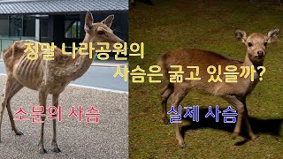 나라 공원의 사슴은 정말 뼈만 남았을까