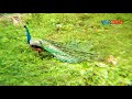 മനസിന് സന്തോഷം തരുന്ന മനോഹരമായ കാഴ്ച്ച ❤peacock dance❤ peacock dance in indian forest