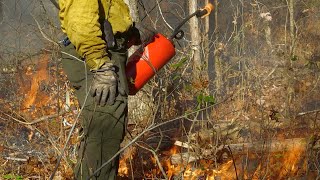 Why Prescribed Burns are Beneficial for Wildlife