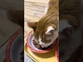 朝ごはんですよ。食べますよ。３ニャン揃って朝ごはんを食べますよ。 猫繋がり 猫の好きな人と繋がりたい 朝ごはん 猫のいる暮らし 家猫 cats cat ネコ 猫 ねこ