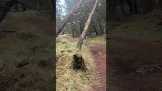 Forest Trek - Undiscovered Country - Dunnet Forest ride to Erik Satie.#trees #forest #eriksatie