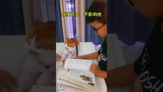 小样，我还不信了，自己儿子的手我还不能摸了？斤的猫斤的反骨 大橘养成记 铲屎官的乐趣 猫和孩子 心思全写在脸上的猫