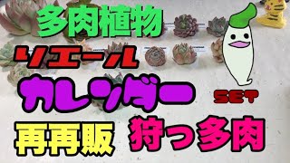 【多肉植物】リエールカレンダーセット再再販セット。最後はどんなでしょう？