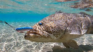 Fishing in Qatar - Hamour (Grouper) caught by shore jigging