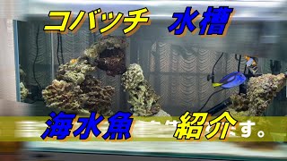 【海水魚】水槽変更ついでに紹介してみたった。