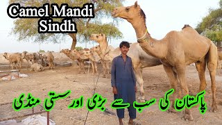 Largest Camel mandi in Sindh Pakistan