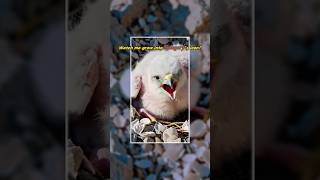 Guess what national symbol this tiny falcon chick will become? #shorts