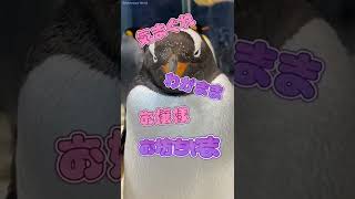 ペンギン大好き飼育スタッフによる実況 第10弾