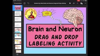 BRAIN AND NEURON DRAG AND DROP DIGITAL LABELING ACTIVITY!