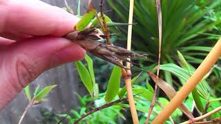 Phyllostachys bamboo flowering